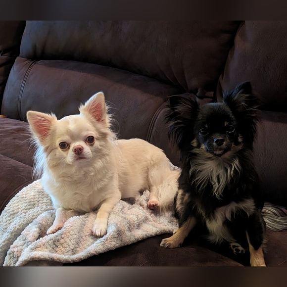 Meet your Posher, Kim - Picture 2 of 2